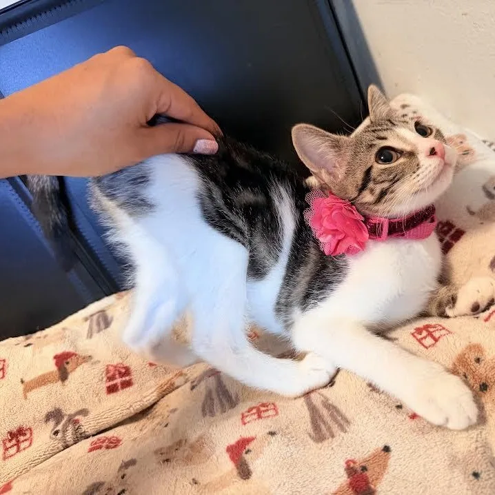 Coco thumbnail 2