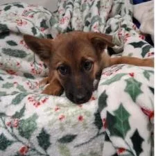 A baby small-sized male Brown / Chocolate Belgian Shepherd / Malinois dog named Matcha for adoption in Austin, TX