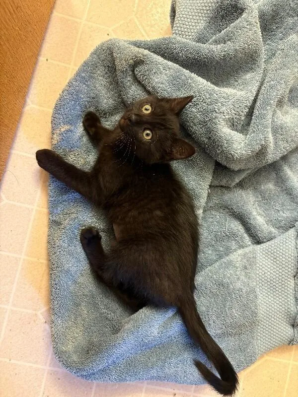 A young medium-sized female Black Domestic Short Hair cat named Sarabi for adoption in Fort Collins, CO