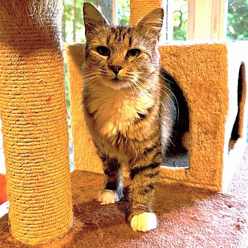 A young medium-sized female Domestic Medium Hair cat named Gracie Mae for adoption in Candler, NC