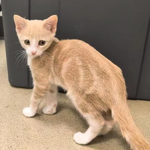 A baby small-sized female Tabby (Gray / Blue / Silver) Domestic Short Hair cat named Flash & Storm for adoption in Cat Spring, TX