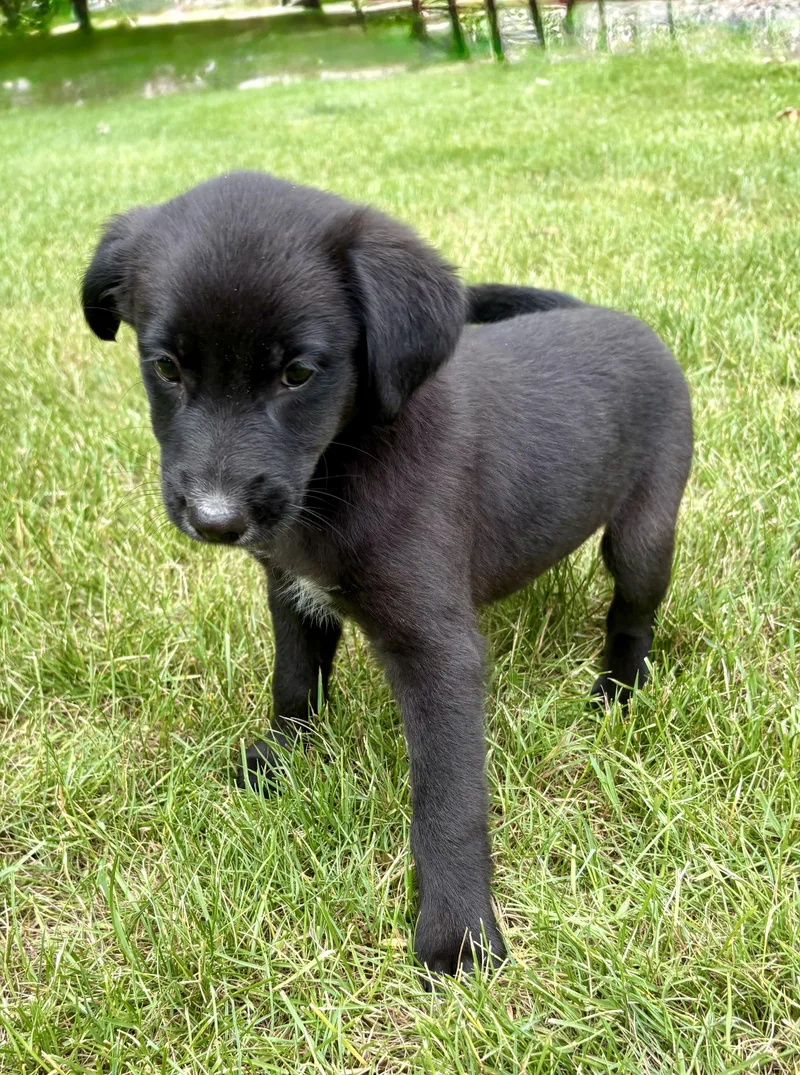 A baby medium-sized female Black Jack Russell Terrier dog named Molly for adoption in Chesterfield, MI