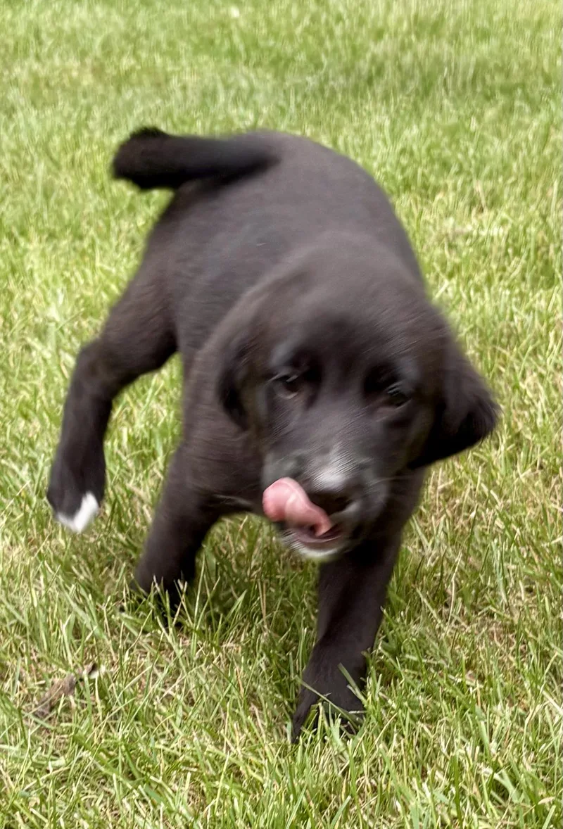 Molly thumbnail 4