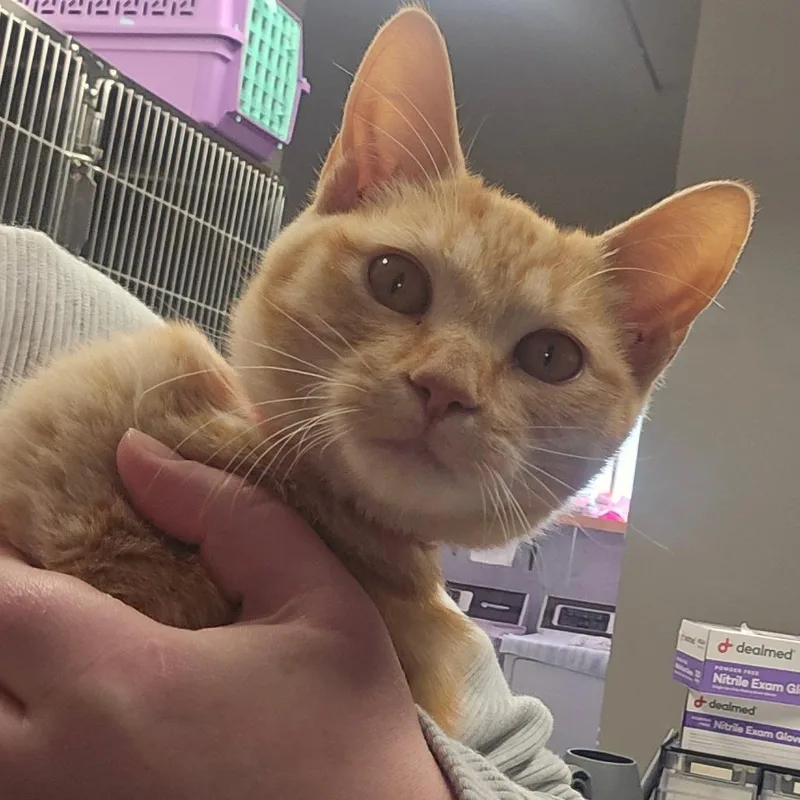 A baby medium-sized female Orange / Red Domestic Short Hair cat named Eucalyptus for adoption in Spokane, WA