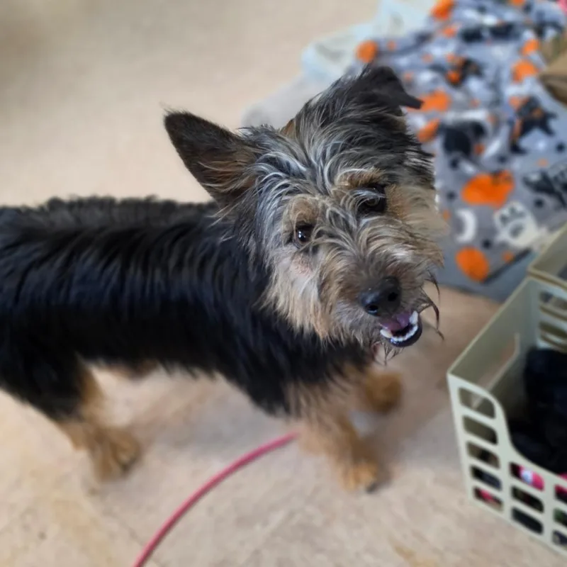 A young small-sized male Black Border Terrier dog named Blaize for adoption in Easton, PA