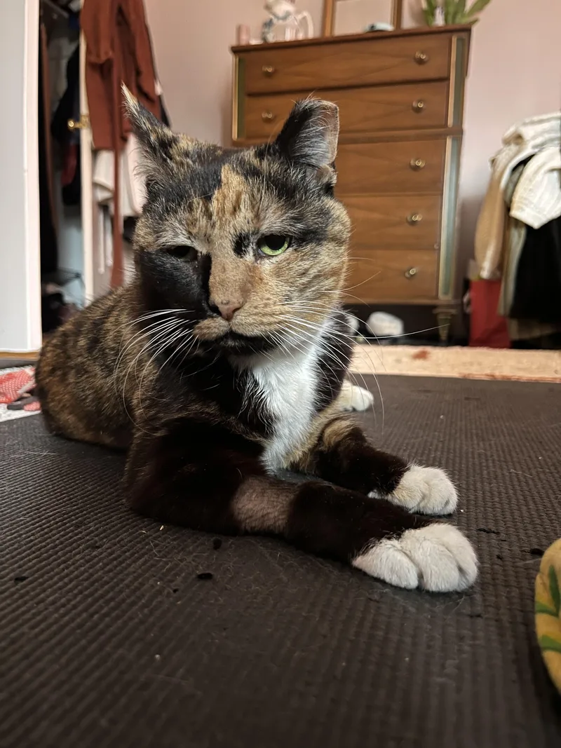 A senior large-sized female American Shorthair cat named Miss Macaroni for adoption in Philadelphia, PA