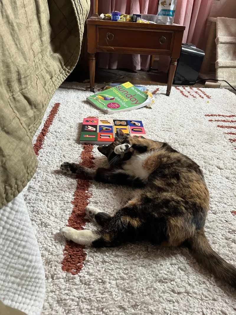 Miss Macaroni thumbnail 2