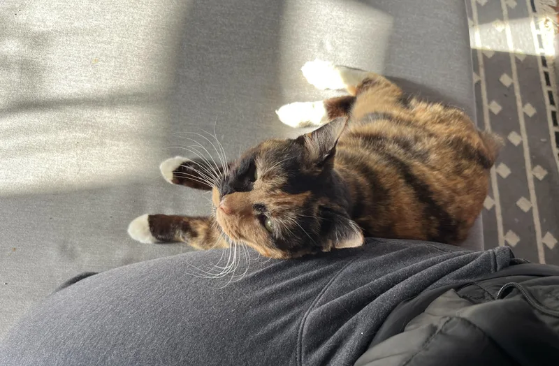 Miss Macaroni thumbnail 3