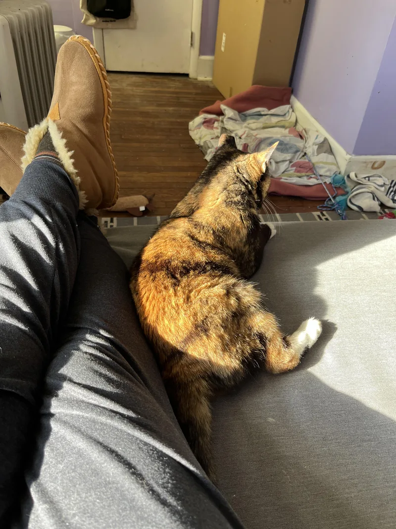 Miss Macaroni thumbnail 4