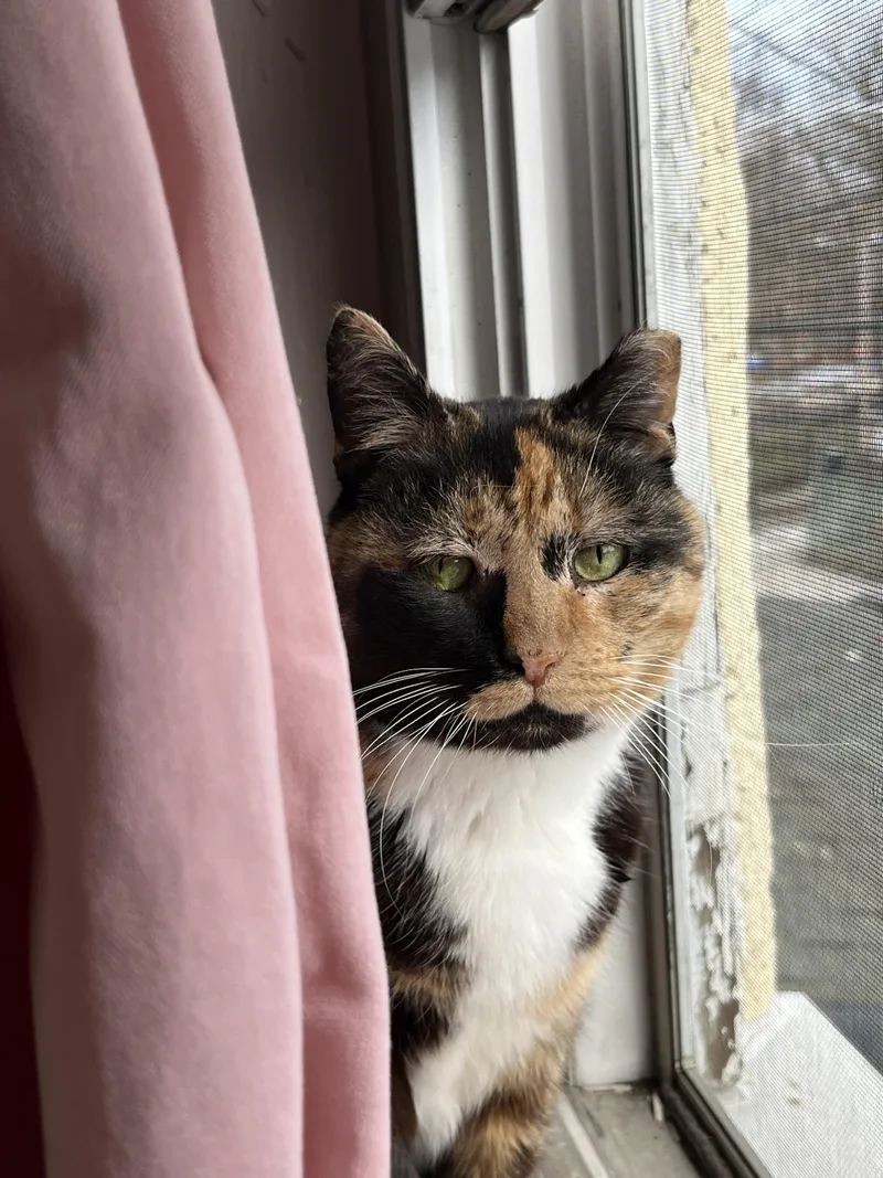 Miss Macaroni thumbnail 5