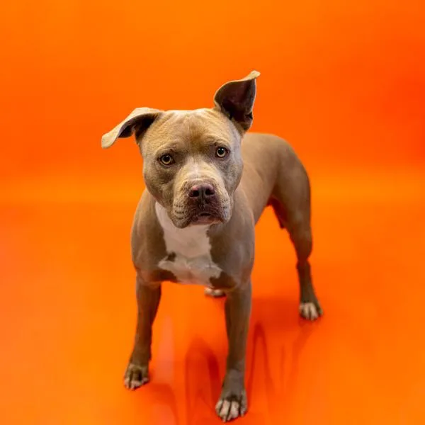 An adult large-sized male Pit Bull Terrier dog named Icc Meatball for adoption in Lawrenceville, GA