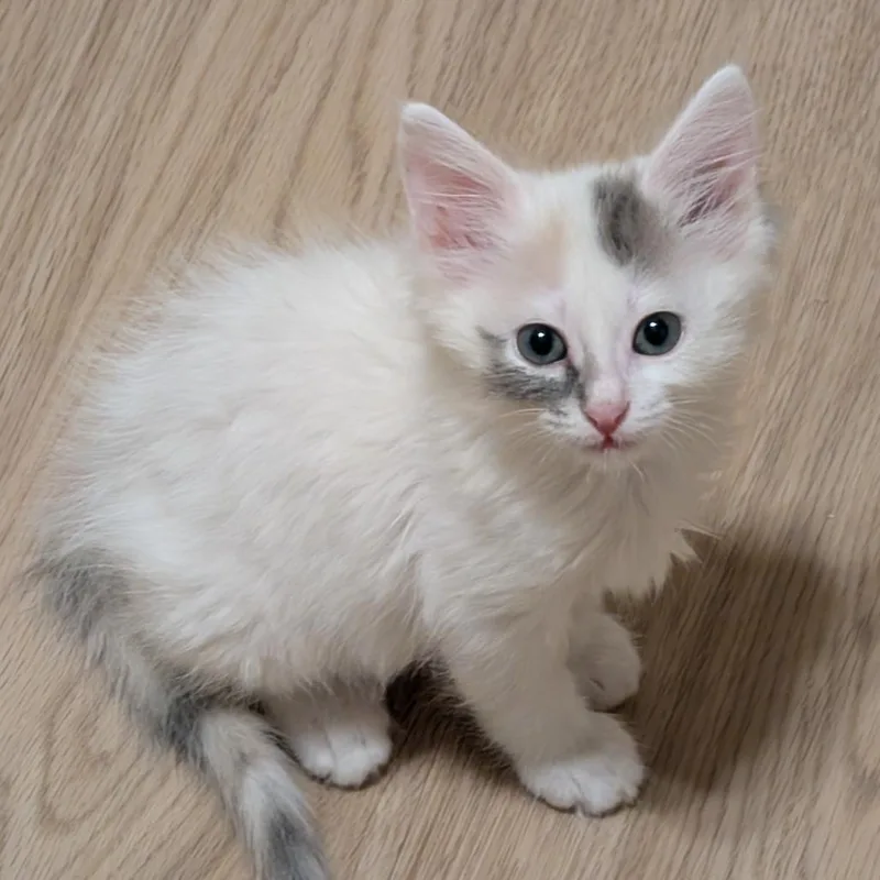 A baby small-sized female White Domestic Short Hair cat named Monarch Of Cash for adoption in Austin, TX