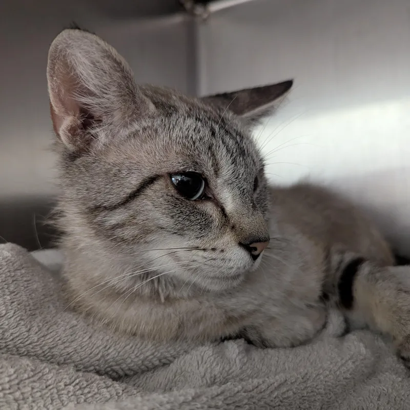 A young large-sized female Tabby (Gray / Blue / Silver) Siamese cat named Illiana for adoption in Springfield, IL