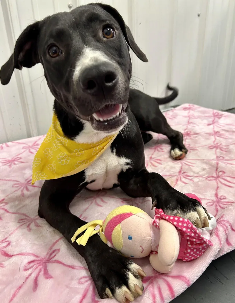 A young medium-sized female American Staffordshire Terrier dog named Marcella for adoption in Corning, AR
