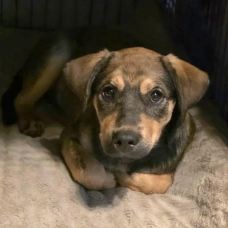 A baby medium-sized male Golden Terrier dog named Rootbeer for adoption in CORPUS CHRISTI, TX