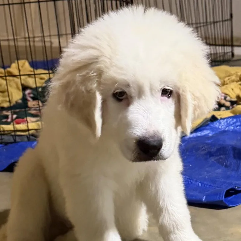A baby large-sized male White / Cream Great Pyrenees dog named Kai for adoption in St. Clair, MO