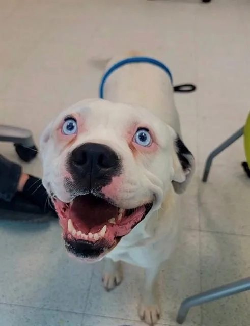 An adult small-sized female Boxer dog named Jellybean for adoption in Saint Peters, MO