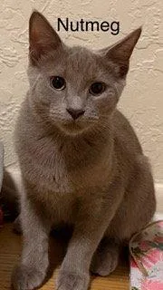 A young medium-sized male Russian Blue cat named Nutmeg for adoption in Oakland Park, FL