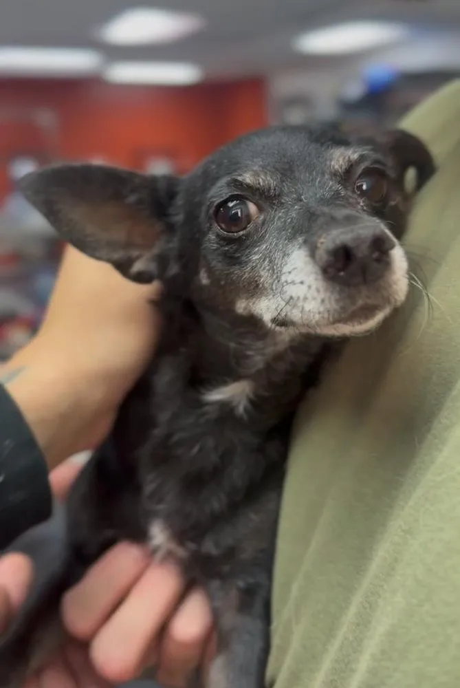 An adult small-sized female Gray / Blue / Silver Chihuahua dog named Laverne for adoption in ventura, CA