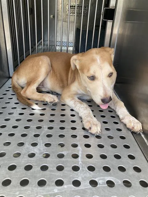 A young small-sized female Mixed Breed dog named Parker for adoption in Dallas, TX