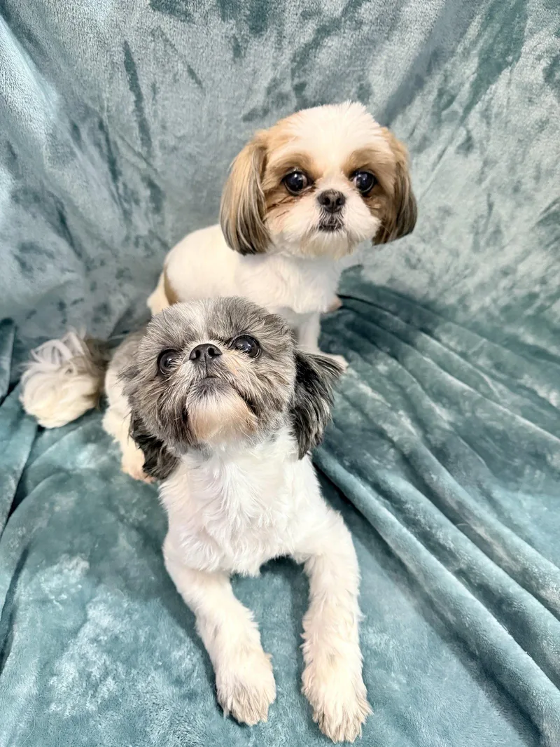 A young small-sized male Shih Tzu dog named Camper And Carlie for adoption in Elizabethtown, PA