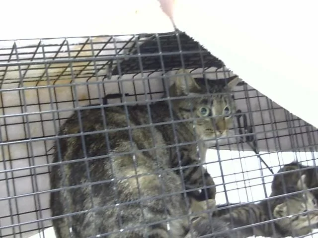 An adult medium-sized female Domestic Short Hair cat named Piper for adoption in Naples, FL