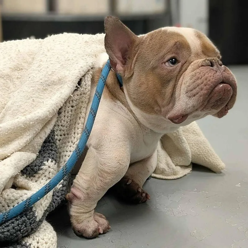A young medium-sized male American Bulldog dog named Toad for adoption in Chicago, IL