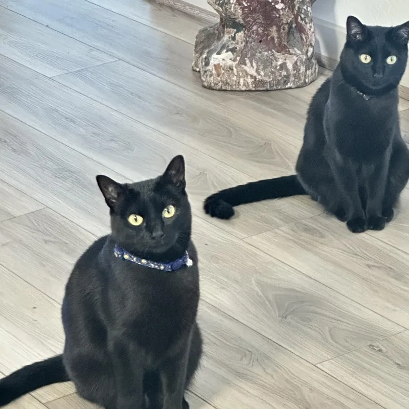 Luna & Loki thumbnail 3