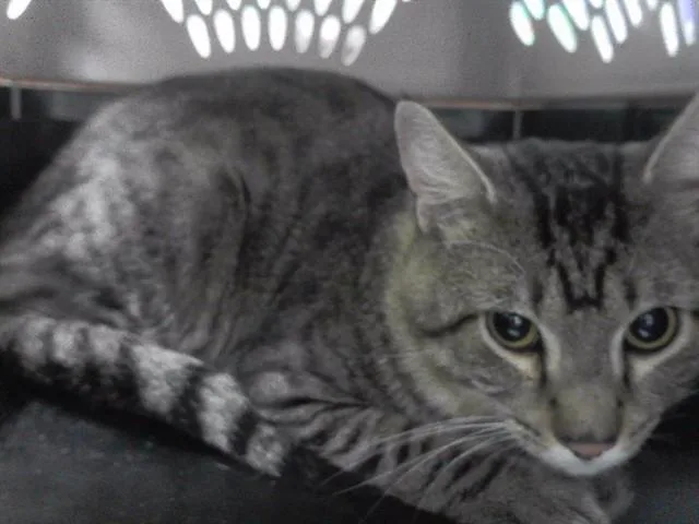 An adult medium-sized male Domestic Short Hair cat named Dom for adoption in Omaha, NE