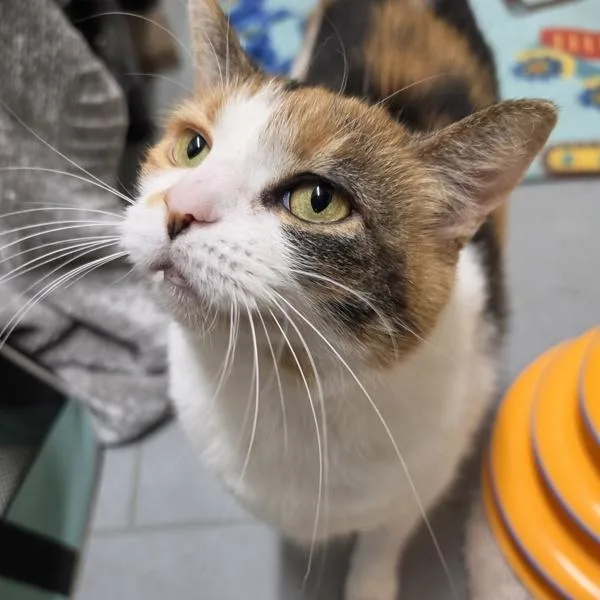 An adult small-sized female Domestic Short Hair cat named Lucy Bonded Buddy for adoption in Des Moines, IA