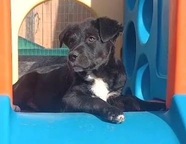 A baby extra large-sized male Retriever dog named Jordan Michael for adoption in Palatine, IL