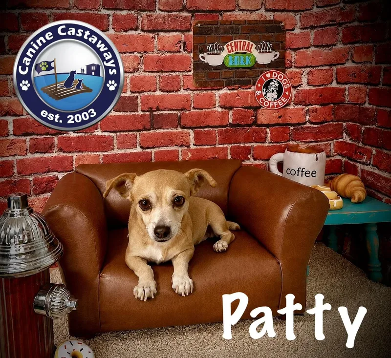 An adult small-sized female White / Cream Chihuahua dog named Patty for adoption in Arcadia, FL