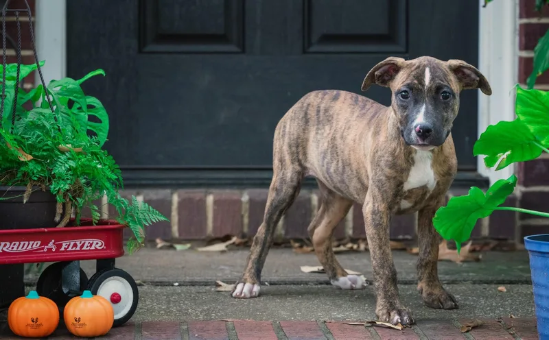 A baby medium-sized female Brindle Pit Bull Terrier dog named Catherine Parr for adoption in Salisbury, MD