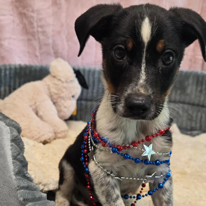 A baby small-sized male Rat Terrier dog named Reid for adoption in Wiggins, MS