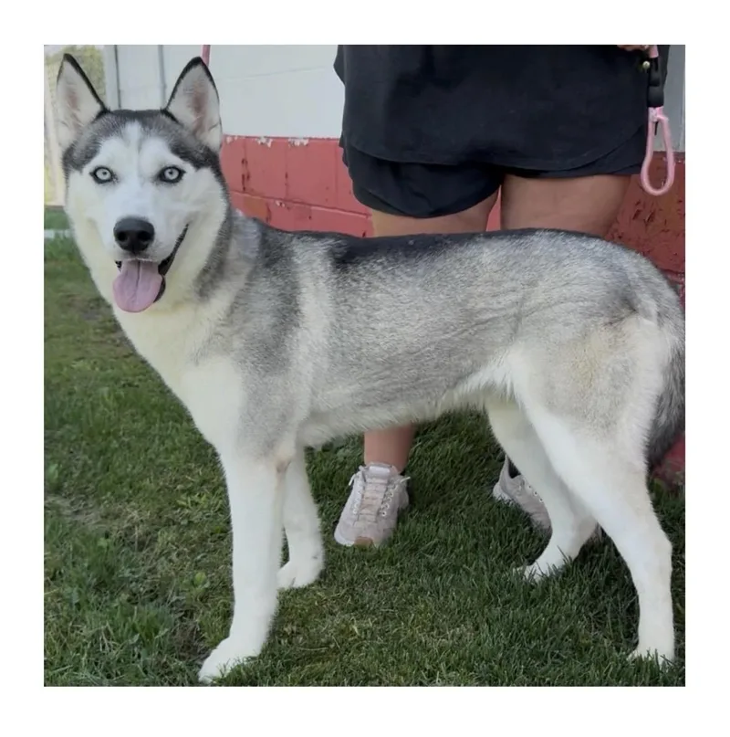 A young large-sized female Husky dog named Callie for adoption in Chillicothe, MO
