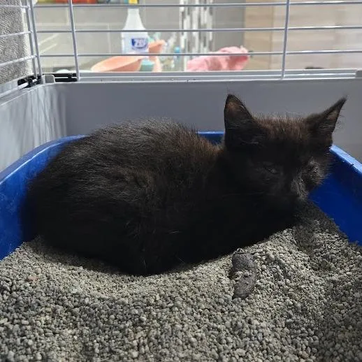 A baby small-sized female Black Domestic Short Hair cat named Aaliyah for adoption in Sioux Falls, SD
