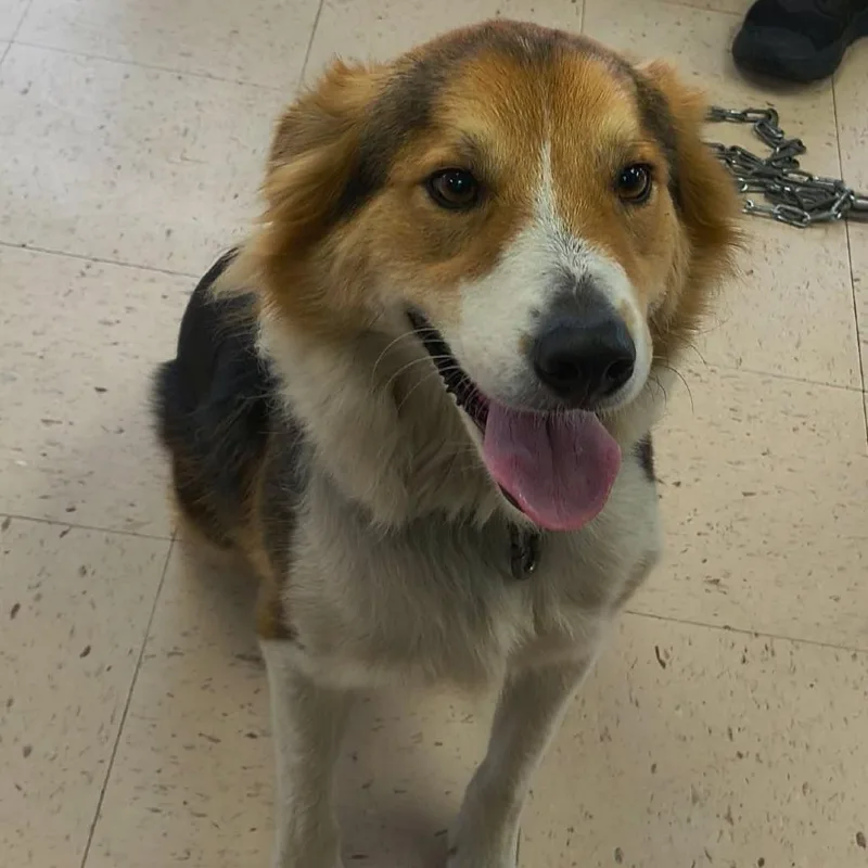 An adult medium-sized male Black Collie dog named Jelly Roll for adoption in Fairfax, VA