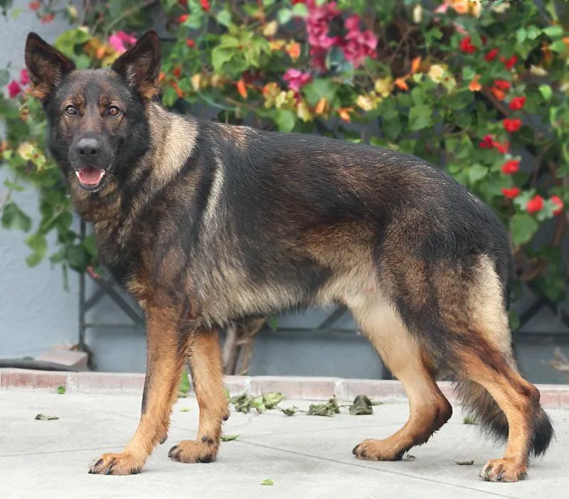 A young large-sized male Black German Shepherd Dog dog named Groot Von Gehlberg for adoption in Los Angeles, CA