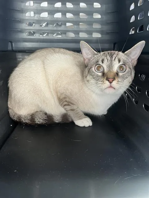 A young medium-sized female Domestic Short Hair cat named A for adoption in Palmetto, FL