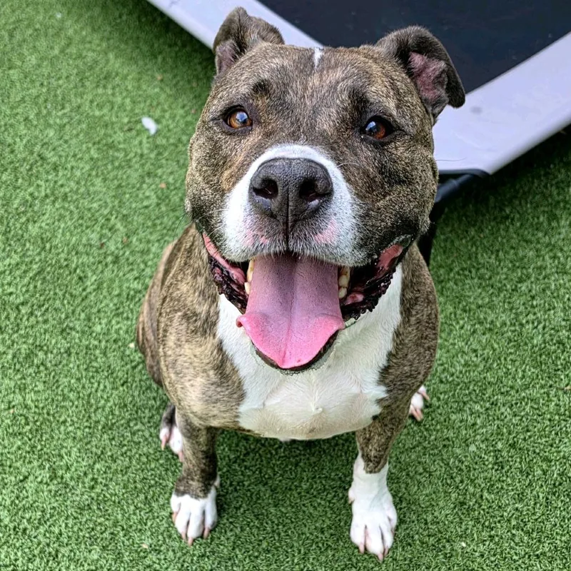 An adult medium-sized male Brindle Boxer dog named Gold Star for adoption in Greensboro, NC