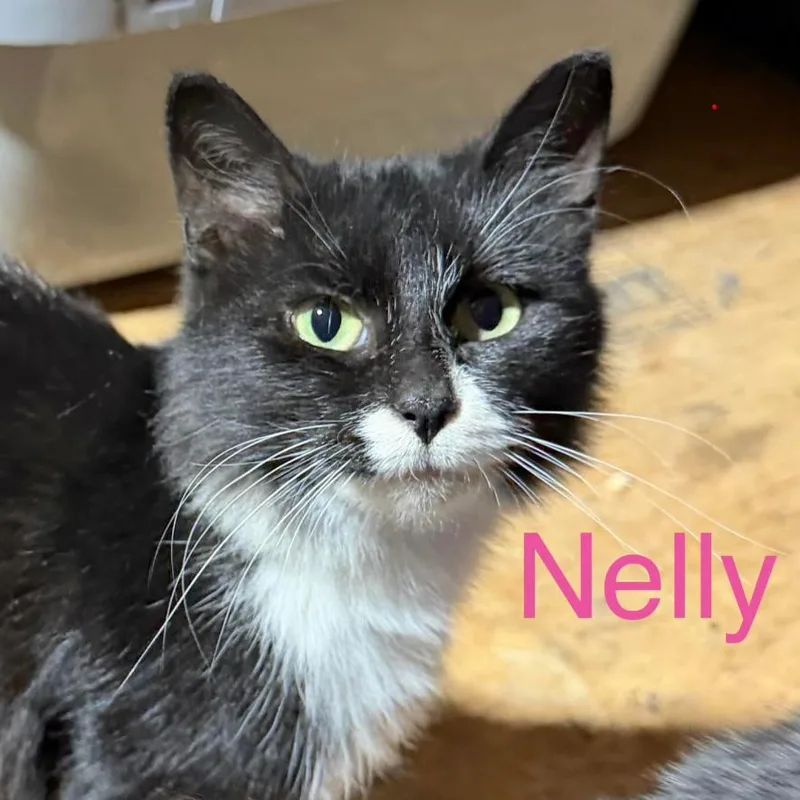 An adult small-sized female Black Domestic Medium Hair cat named Nelly for adoption in Coralville, IA