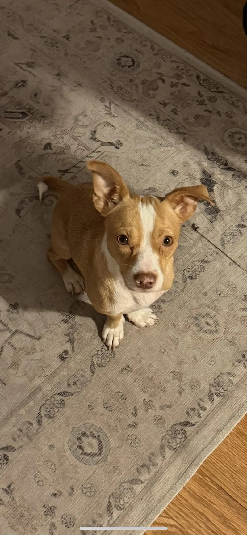 Paco thumbnail 2