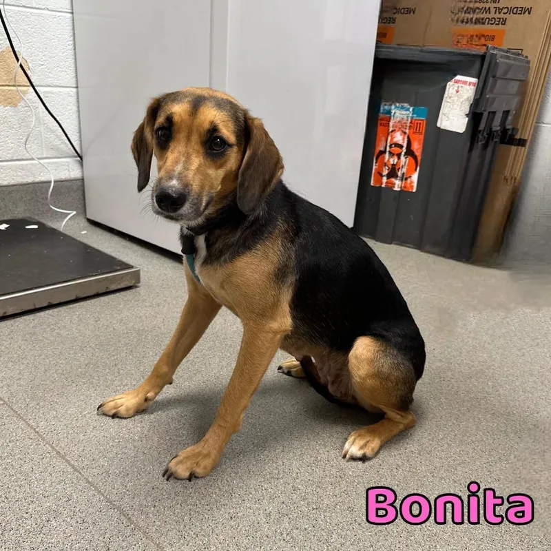 A young small-sized female Brown / Chocolate Hound dog named Bonita for adoption in Oak Ridge, TN