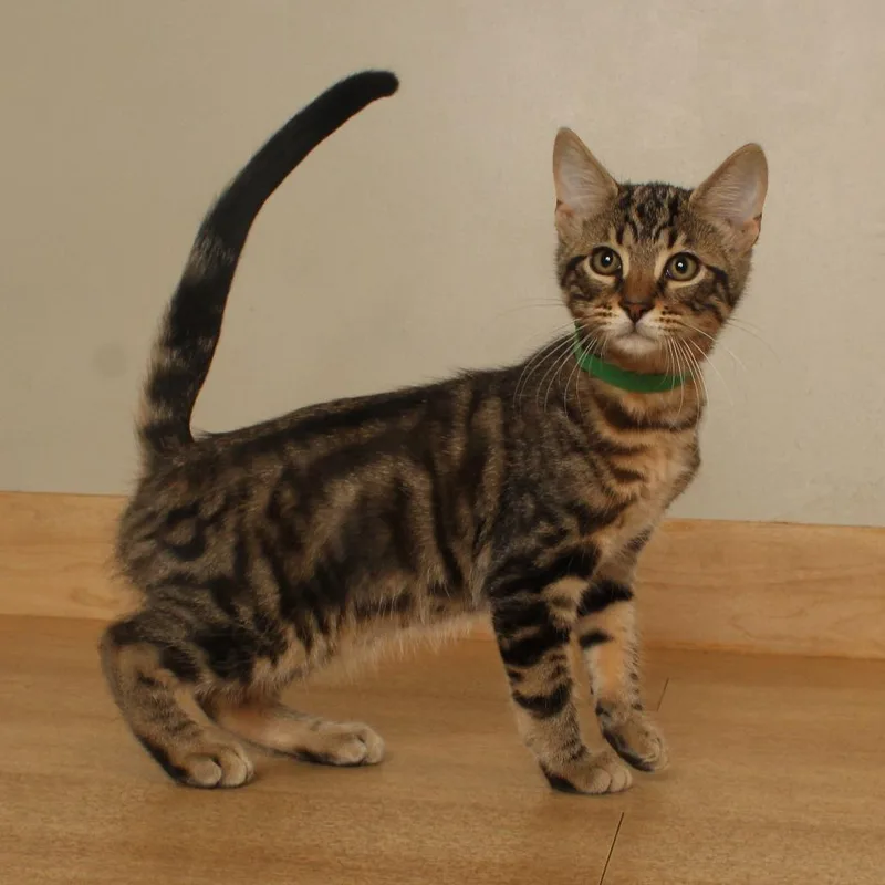 A baby small-sized male Brown / Chocolate Domestic Short Hair cat named Paul Baker C for adoption in Minnetonka, MN