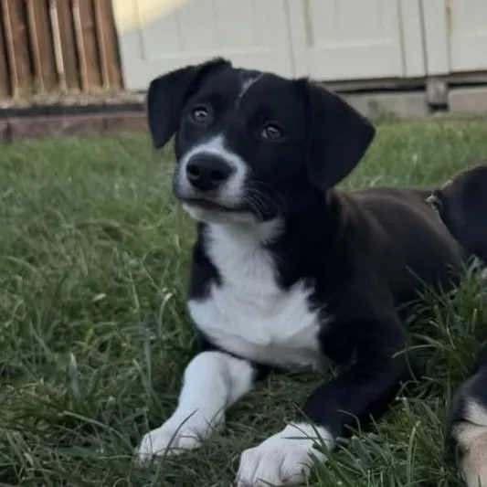 Biscuit
