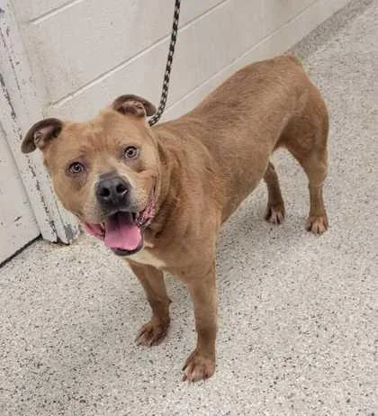 An adult large-sized male Brown / Chocolate Pit Bull Terrier dog named Kirby for adoption in Kansas City, MO