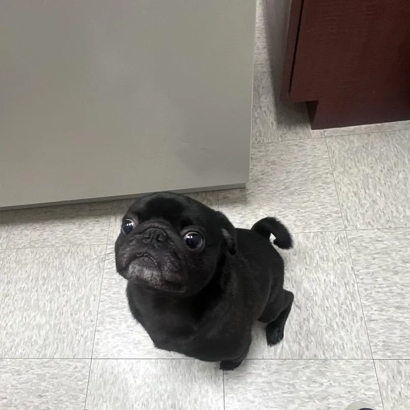 Milo
