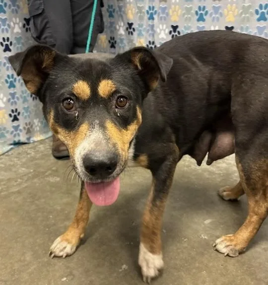 An adult large-sized female Australian Kelpie dog named Frida for adoption in Rosenberg, TX