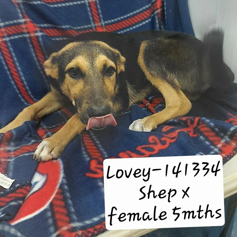 A baby medium-sized female Shepherd dog named Lovey for adoption in New Tazewell, TN