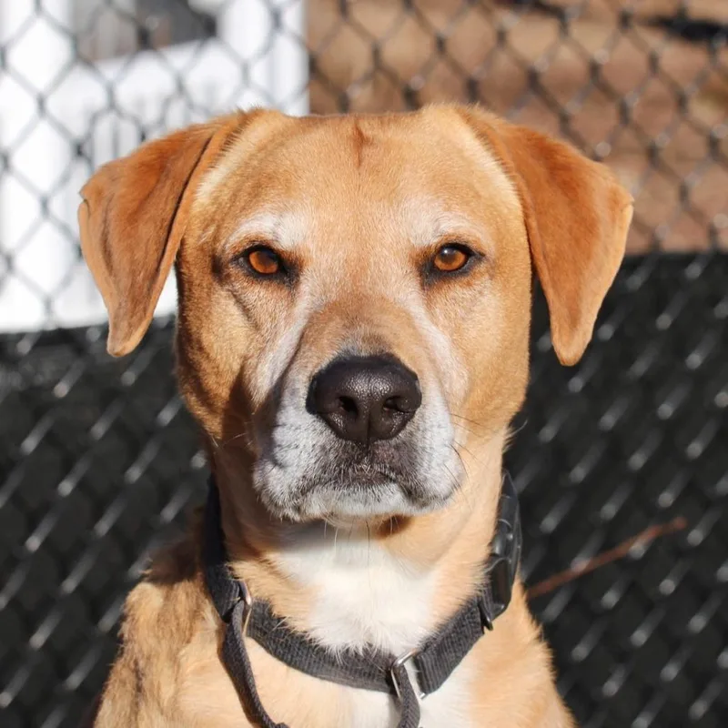 An adult small-sized male Yellow / Tan / Blond / Fawn Labrador Retriever dog named Polo My Fee for adoption in Briarcliff Manor, NY